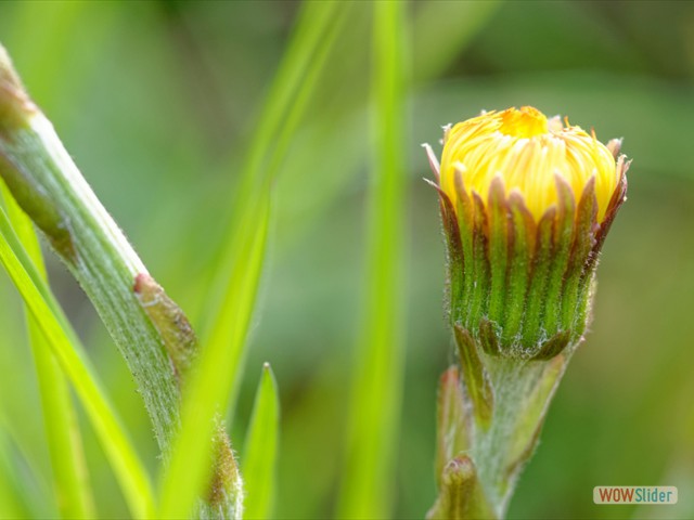 Tussilago farfara D7K_3754-YA 2019__033