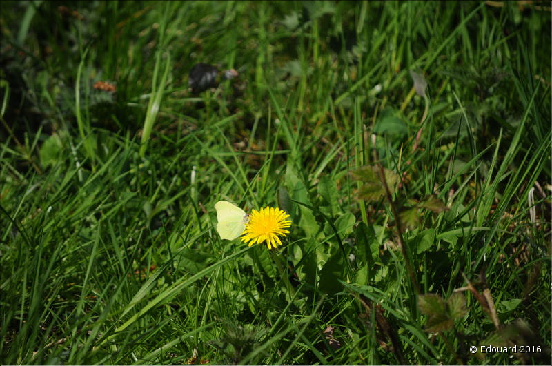 D3C_6050_009